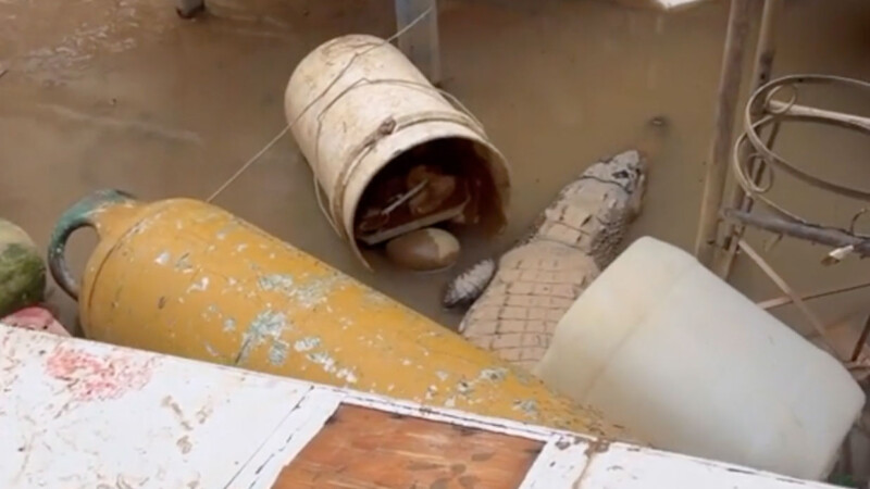 Manada de cocodrilos escapa y merodean en Acapulco tras el paso del huracán "John"