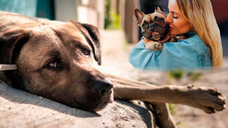 Más de 160 mil ciudadanos exigen protección animal en la Constitución de México