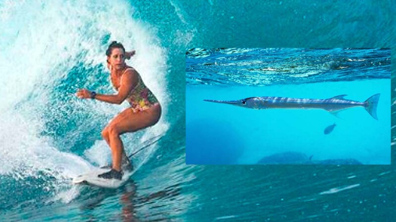 Surfista muere al ser perforada por un pez aguja en el corazón
