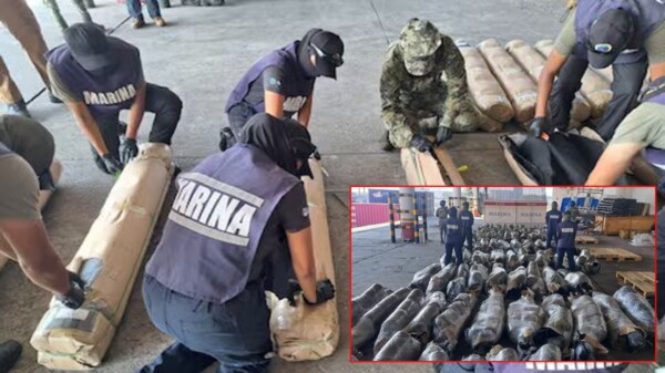 Aseguran más de media tonelada de marihuana con destino a República Dominicana