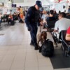 Operativos de Unidad Canina K9 para detectar narcóticos