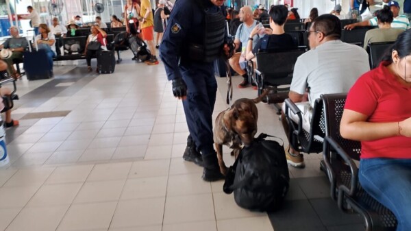 Operativos de Unidad Canina K9 para detectar narcóticos