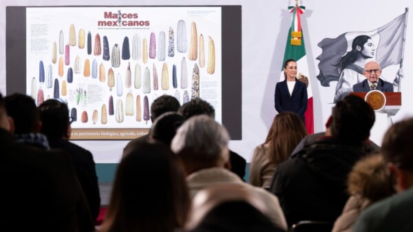 “¡Sin maíz no hay país!”, no al transgénico: Sheinbaum