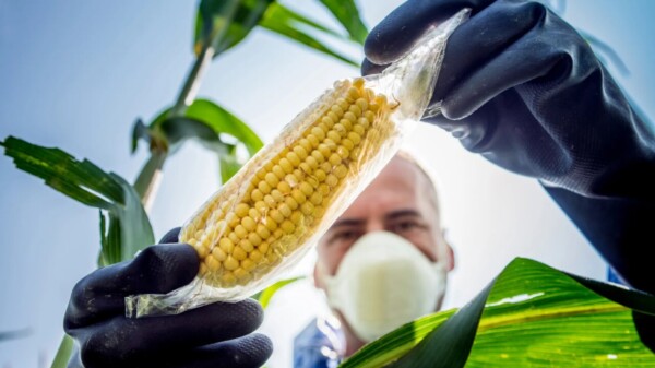Pierde México disputa de maíz transgénico