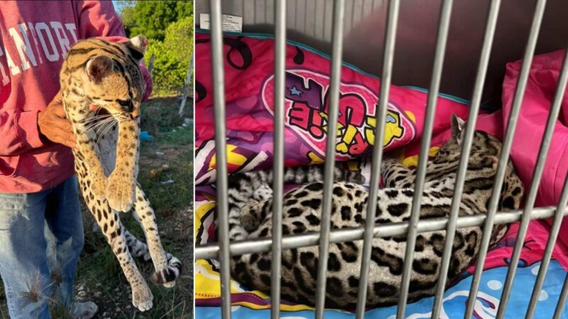 Yucatán: Rescatan a tigrillo atropellado en la carretera Ticul-Dzan