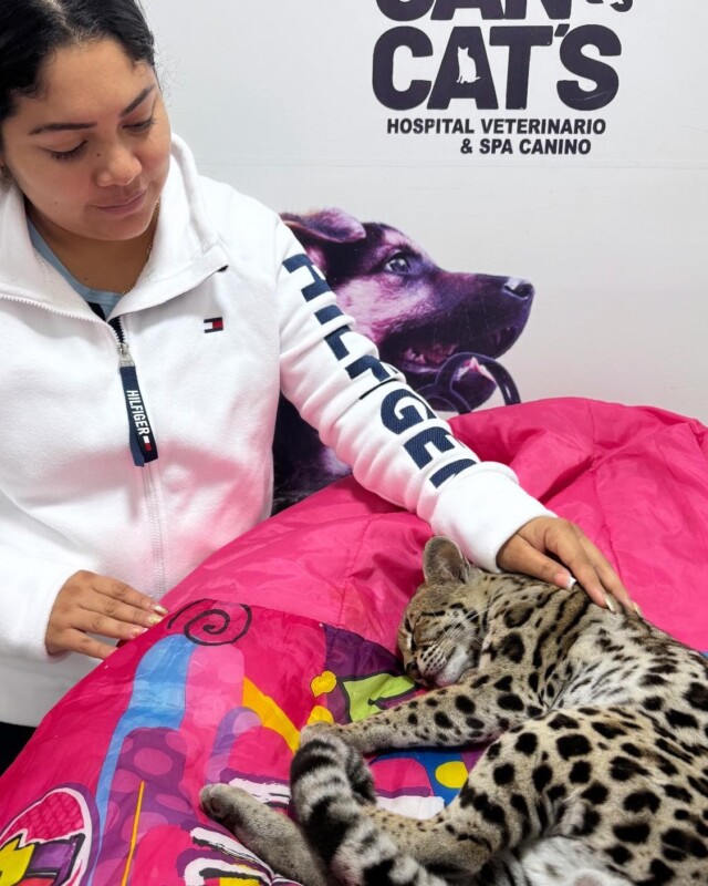 Yucatán: Rescatan a tigrillo atropellado en la carretera Ticul-Dzan; el ejemplar bebe de 4 kilos fue llevado al veterinario para ser atendido.