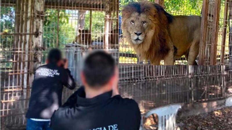 Aseguran leones y venados durante cateo en finca de Jalisco