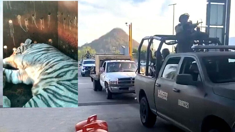 Aseguran armas, vehículos y hasta par de tigres durante cateo en Sinaloa