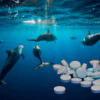 Detectan fentanilo en delfines del Golfo de México