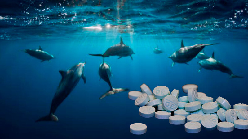 Detectan fentanilo en delfines del Golfo de México