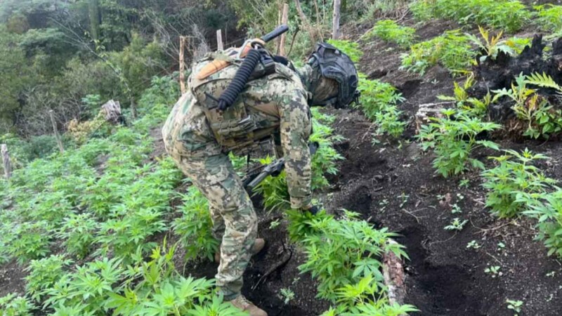 Destruye Semar numerosos plantios de mariguana en Nayarit