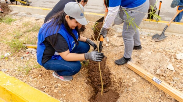 Tulum arranca tercera etapa de Arborización en avenida La Selva