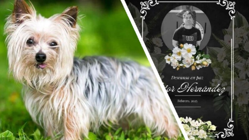Matan a un veterinario por la muerte de una mascota
