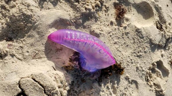 Advierte Protección Civil presencia de la Fragata Portuguesa en aguas de Playa del Carmen