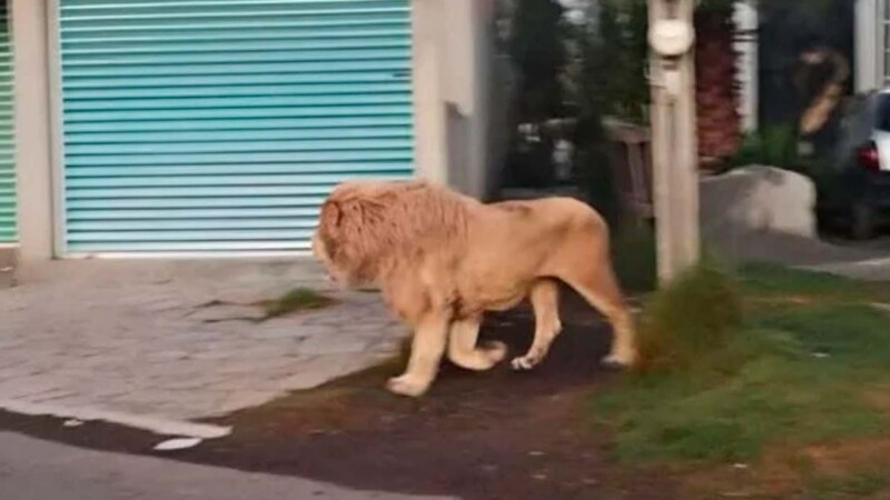 Sorprende León paseando por calles de poblado en el Estado de México