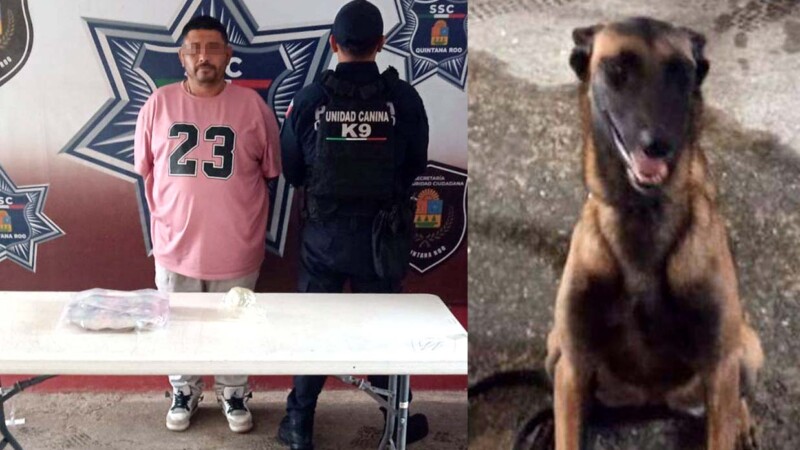 Perro policía atrapa a presunto narcomenudista en terminal camionera de Cancún