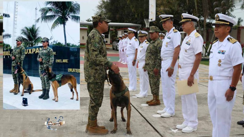 Jubila SEMAR a los valientes perritos marinos “Eilyn” y “Foster”