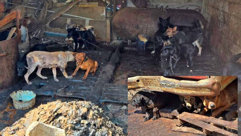 Rescatan a centenar de perros de presunto matadero clandestino en el Estado de México