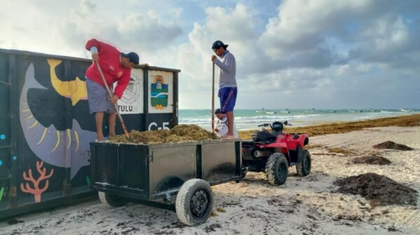 Gobierno de Tulum atiende arribo de sargazo junto a los tres órdenes de Gobierno