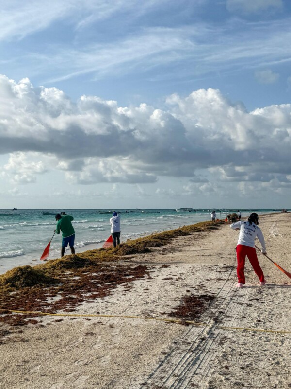 Gobierno de Tulum atiende arribo de sargazo junto a los tres órdenes de Gobierno; se estima será entre un 30 y un 35% superior al del año anterior.