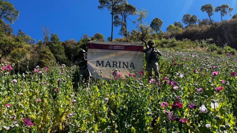 Marina destruye más de 3 millones de plantas de amapola en Nayarit