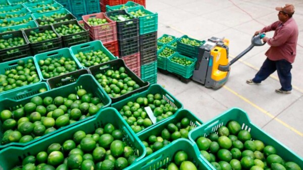 Extorsiones obligan al cierre de empacadoras de limón en Apatzingán