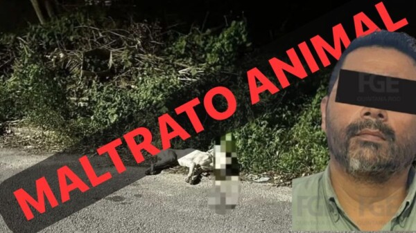 Detienen a sujeto por maltrato animal a canino en Chetumal