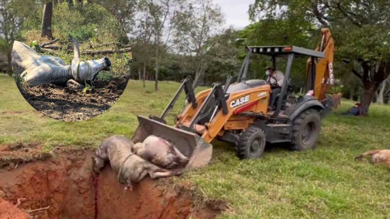 Crisis ganadera en Tabasco por mortalidad masiva de reses