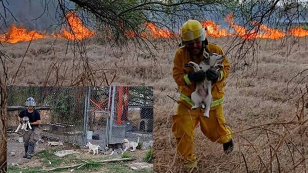 Bomberos rescatan a perrita y sus cachorros en medio de incendios en Nuevo León