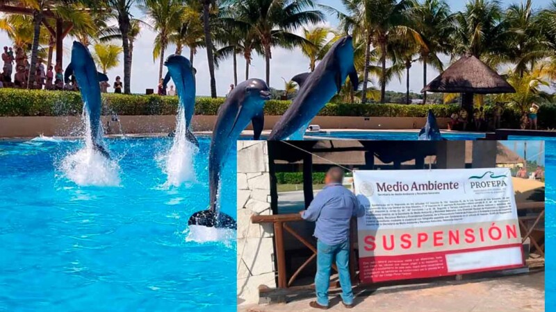 Suspende Profepa show de delfines en el Barceló Riviera Maya