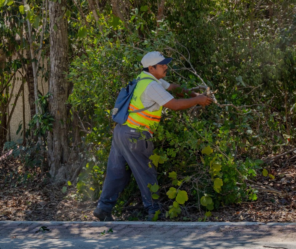 Por indicaciones del presidente municipal, Diego Castañón Trejo, esta semana la Dirección de Servicios Públicos estará limpiando calles y avenidas de Aldea Zama.