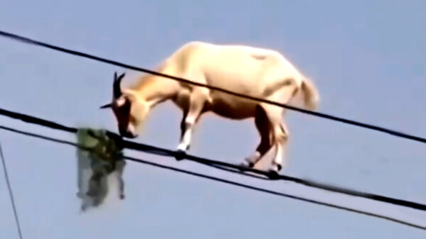 Una cabra desafía la lógica al aparecer sobre cables de luz… ¡y hasta se pone a pastar!