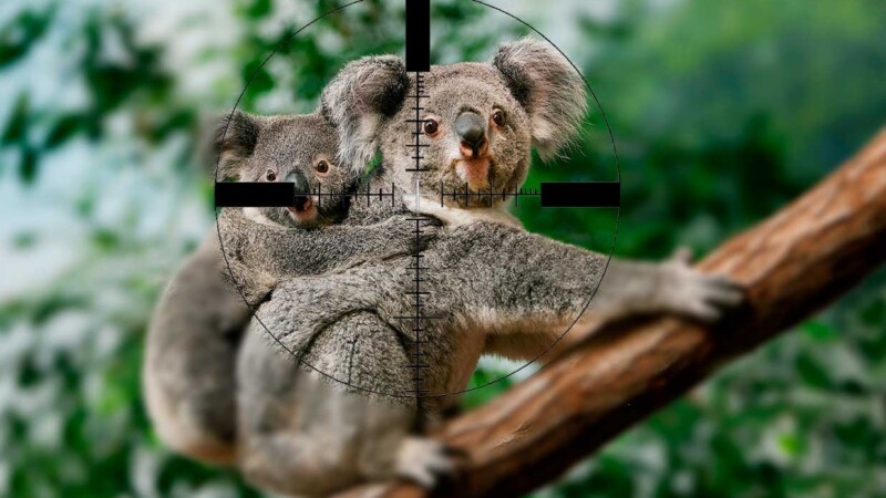 Francotiradores sacrifican a 750 koalas en Australia