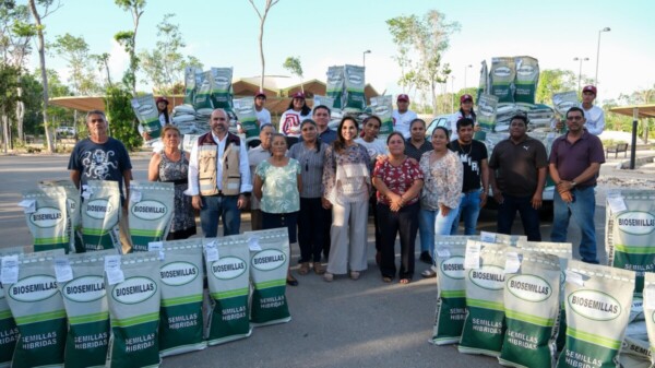 Entrega Mara Lezama 70 toneladas de semilla mejorada de maíz, en beneficio de casi mil 700 familias de municipios del sur