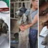 Rescatan viva a mascota de agresores en Puebla