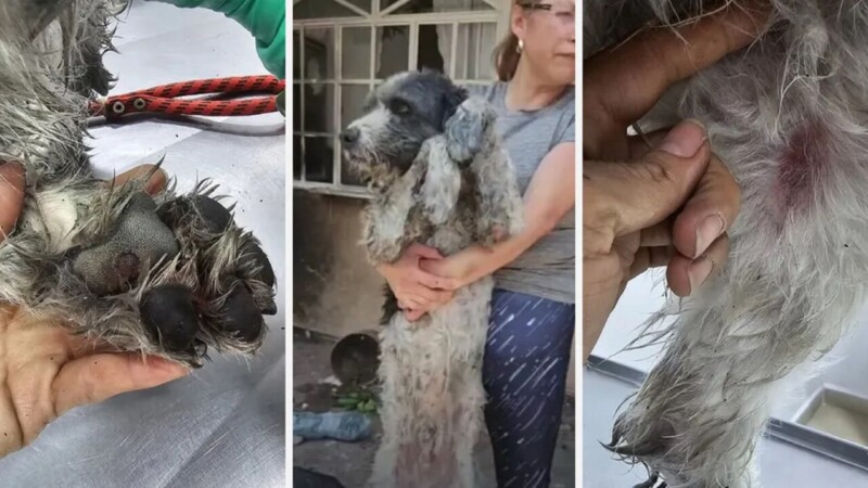 Rescatan viva a mascota de agresores en Puebla