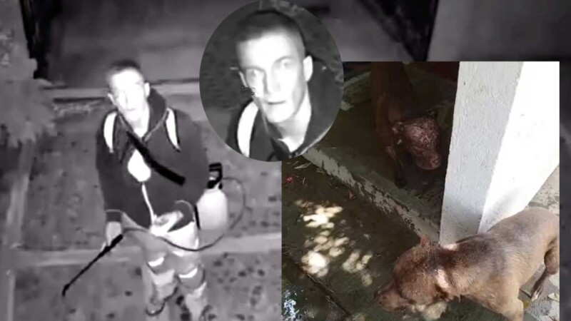 Genera indignación ataque de extranjero con ácido a dos perritas en Oaxaca