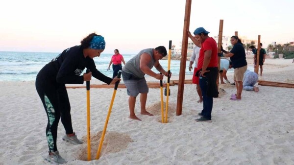 Gobierno de Isla Mujeres fortalece acciones para la protección de nidos de tortuga marina