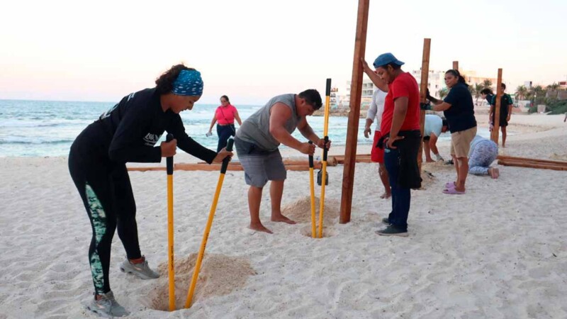 Gobierno de Isla Mujeres fortalece acciones para la protección de nidos de tortuga marina