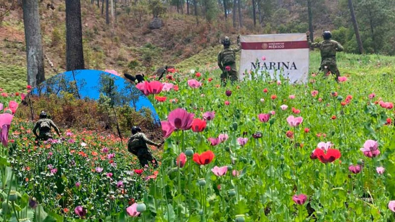 La Marina destruye más de 120 plantíos de amapola en poco más de un mes