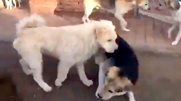 Perro se vuelve viral por detener una pelea con solo su presencia de verdadero macho alfa