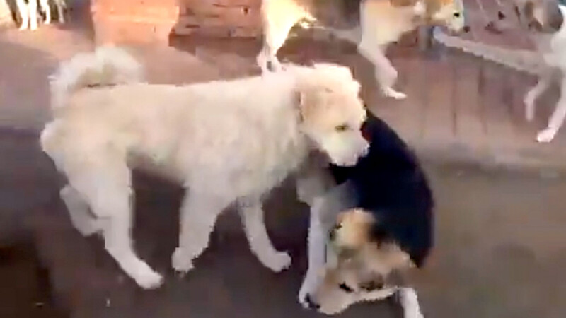 Perro se vuelve viral por detener una pelea con solo su presencia de verdadero macho alfa