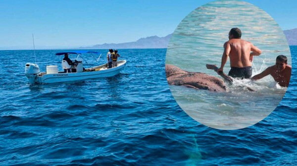 Rescatan marinos de Semar a ballena jorobada atrapada en redes