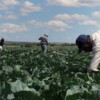 Redadas anti migrantes han afectado a agricultores: Trump