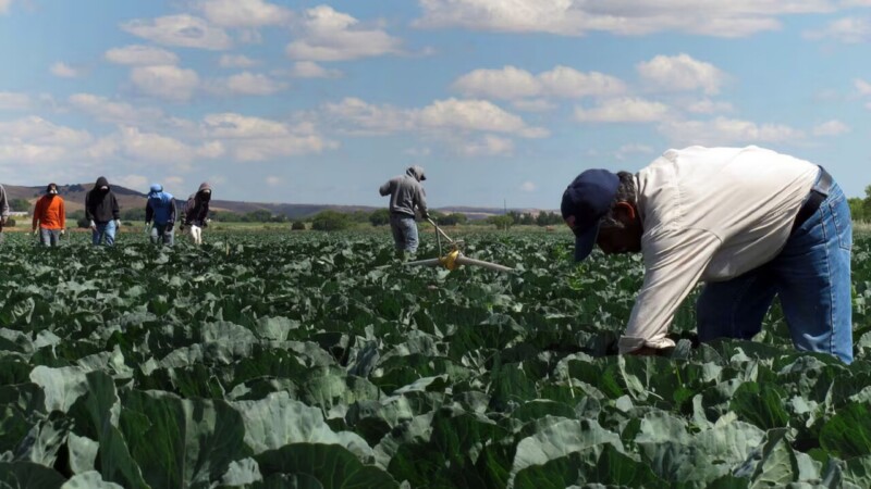 Redadas anti migrantes han afectado a agricultores: Trump