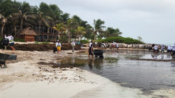 Gobierno Municipal retira cerca de 200 toneladas de sargazo el fin de semana en Isla Mujeres