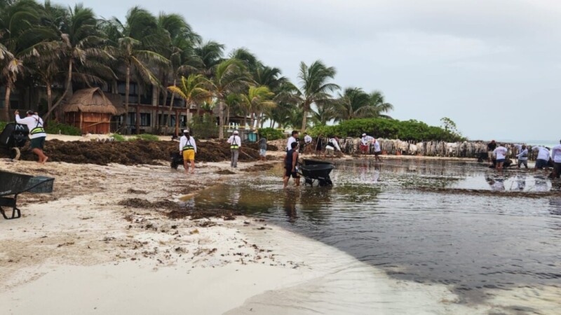 Gobierno Municipal retira cerca de 200 toneladas de sargazo el fin de semana en Isla Mujeres