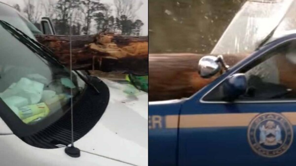  Como en "Destino Final 2" conductor choca con troncos de árboles 