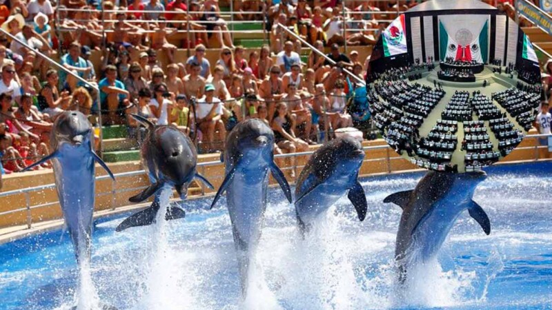 México da un paso histórico y prohíbe los espectáculos con delfines