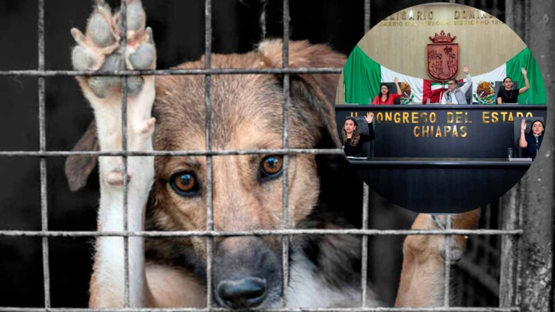 En Chiapas el maltrato animal ya es delito con nueva reforma a la ley